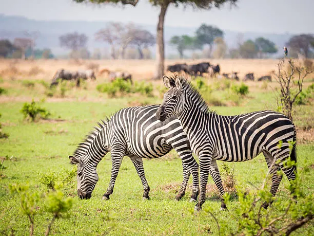 Mikumi National Park