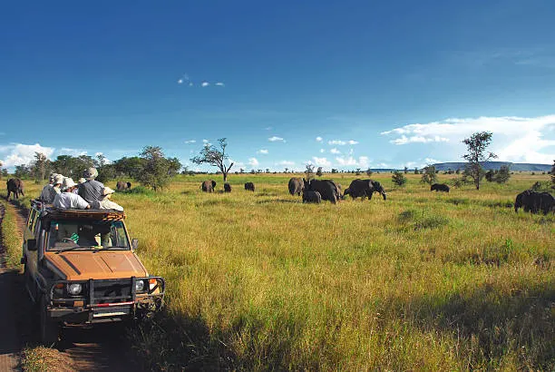 Serengeti Landscape