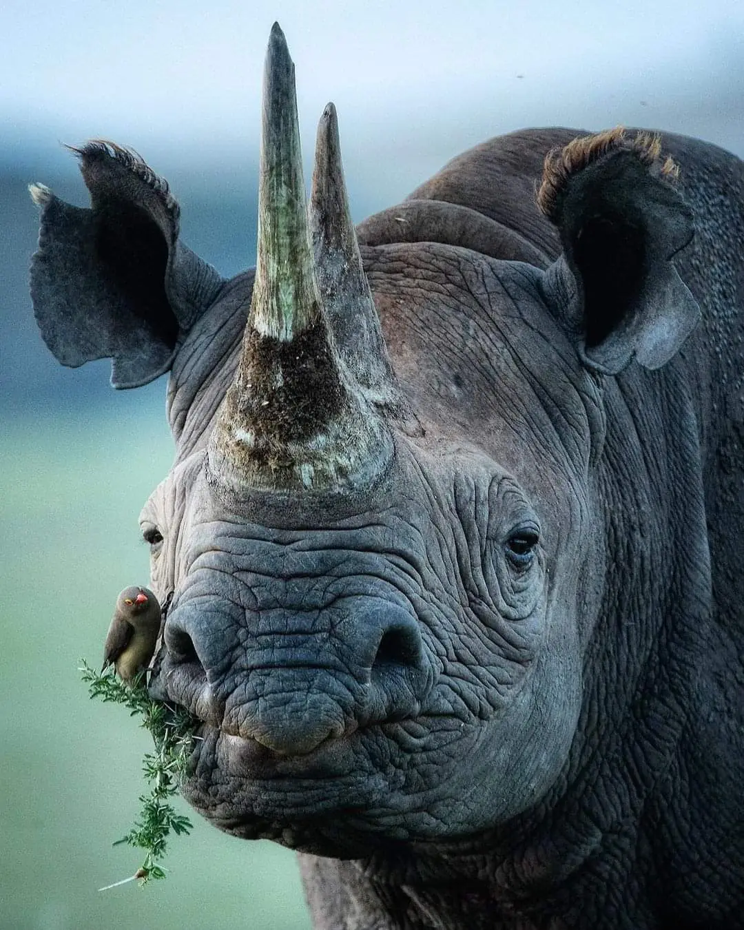 Black Rhino